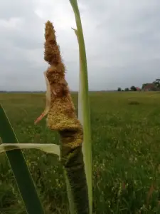 Pat 04 Riet